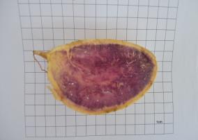 Quando os valores são comparados com outras raízes utilizadas na alimentação, tais como a mandioquinha (Aracacia xanthorriza) e o aipim (Manihot utilissima) os valores de carotenóides nestes dois