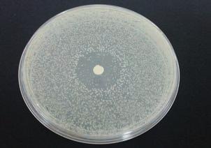 A Figura 3 mostra a inatividade deste desinfetante referente ao microrganismo Escherichia coli ATCC 10536. Note que, o desinfetante apenas diminuiu a concentração da bactéria ao redor do disco.