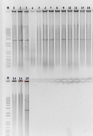 23 4. RESULTADOS E DISCUSSÃO 4.1. Clonagem e sequenciamento dos genomas virais 4.1.1. Amplificação dos genomas virais completos O DNA viral de todos as amostras foi amplificado via RCA.