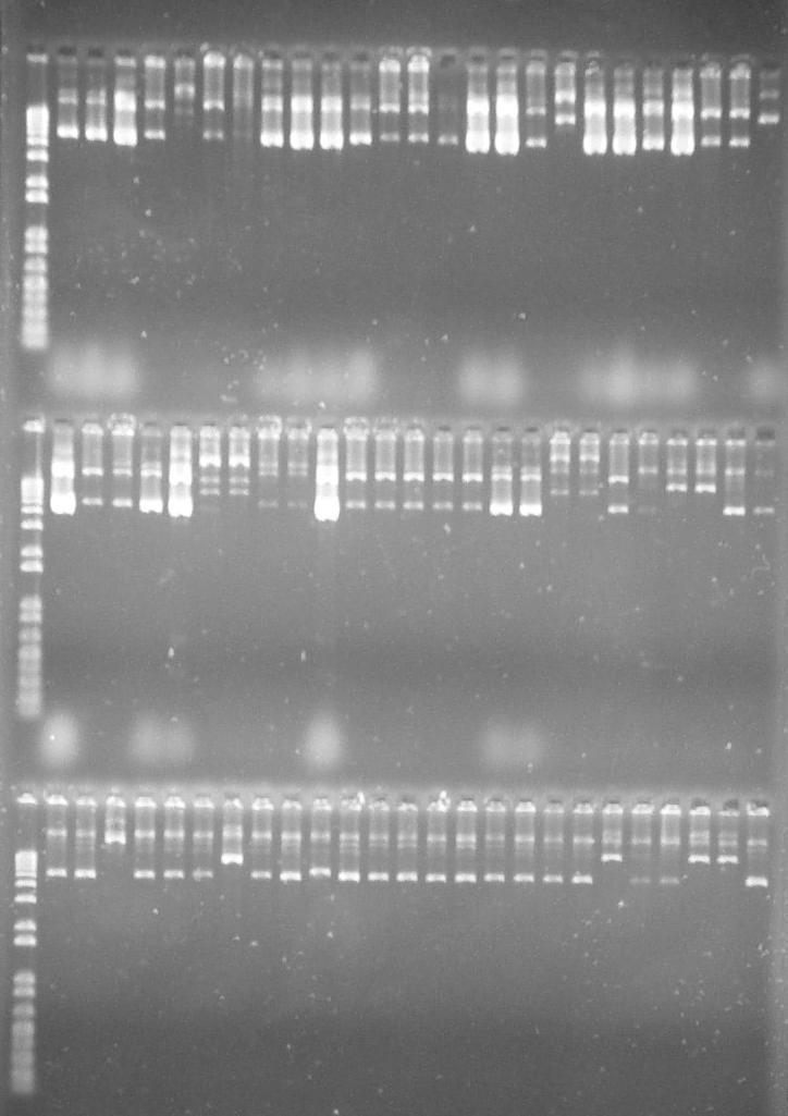24 4.1.2. Clonagem dos fragmentos correspondentes a uma cópia do genoma viral Os fragmentos de 2600 nt foram utilizados para clonagem em vetor pks+. O DNA extraído a partir das colônias de E.