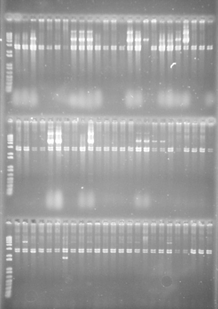 25 As amostras de DNA plasmidial foram submetidas à clivagem com a mesma enzima utilizada para a clonagem, observou-se fragmentos de aproximadamente 3.000 nt, correspondente ao vetor plasmidial, e 2.