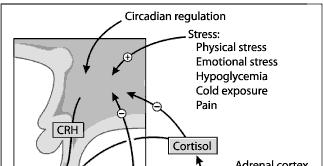 Secreção do cortisol