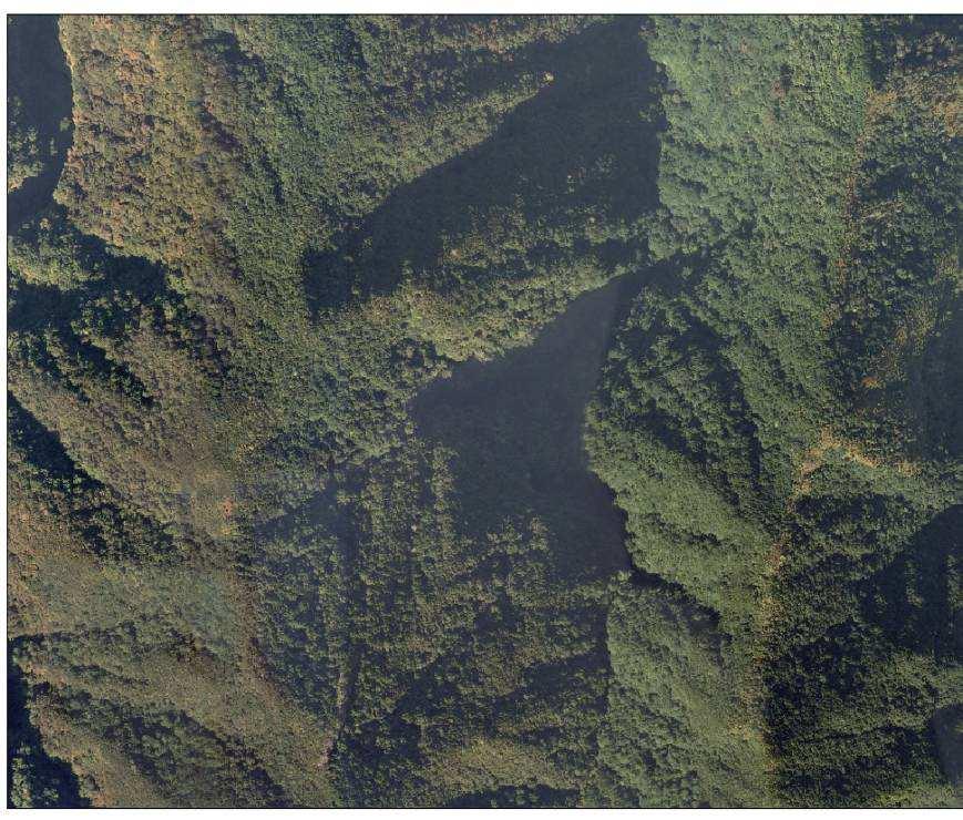 Figura 32 - Floresta Natural da Madeira São