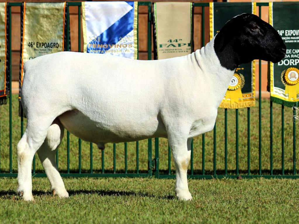 12 Dorper Campo Verde 7348 Filho do Dorper Campo Verde 6524 - Durban, reprodutor premiado na Nacional 2017, categoria Borrego Maior. Neto do 4557 - Atatürk, Res. Campeão Nacional 2014.