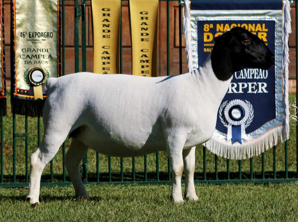 16 Dorper Campo Verde 7331 Filha do DCV 6524 - Durban premiado na Nacional 17, categoria Borrego Maior. Genética que vem do Boesman, Mario, 038 - Karoo e 4557 - Atatürk.