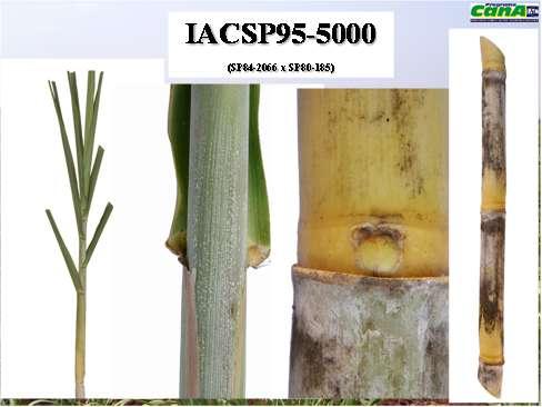 apresentada pela Figura 17, foram utilizados 6.948 dados (Fonte Caiana - Programa Cana IAC). Figura 15- Características morfológicas da IACSP95-5000.