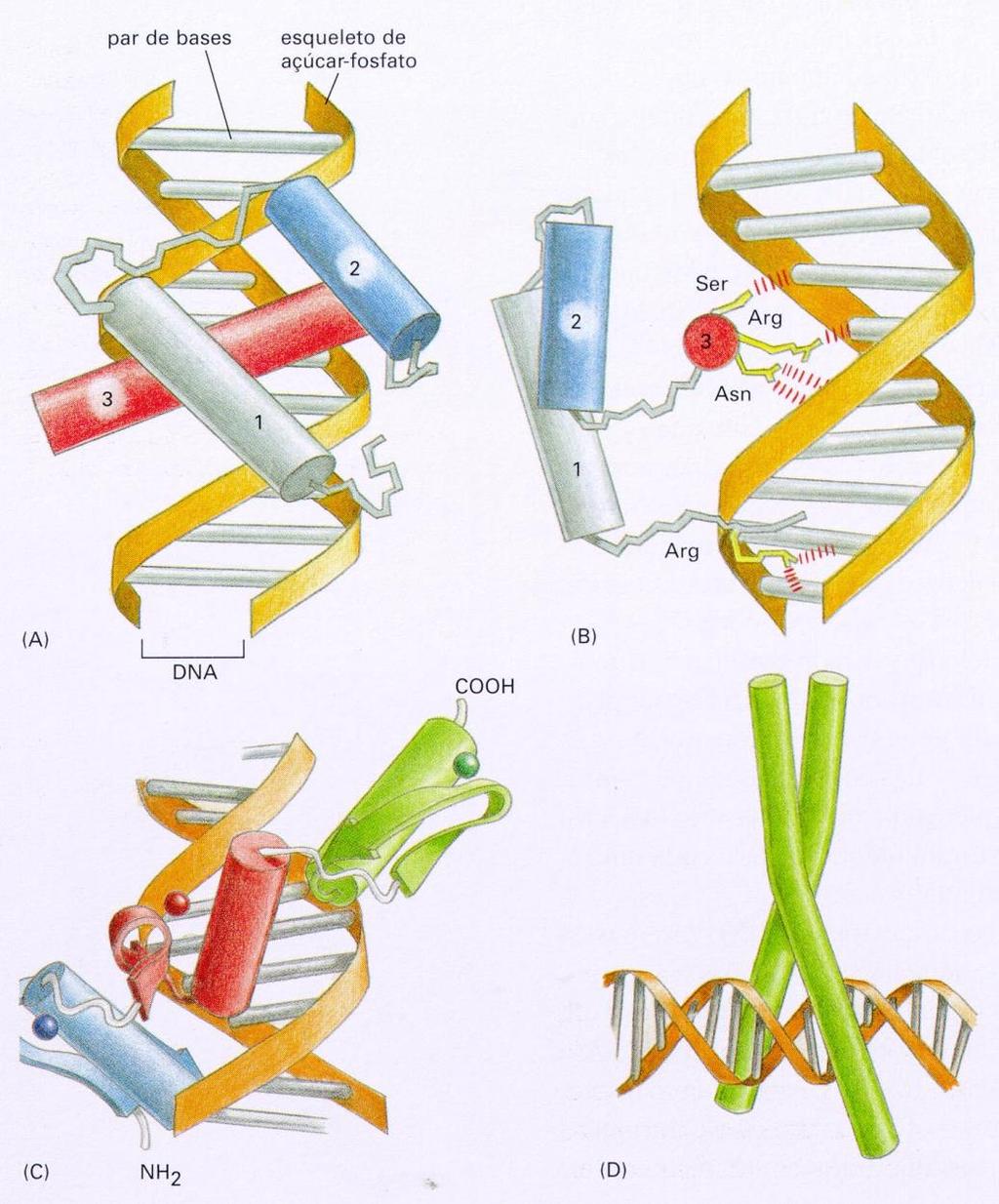 REGULAÇÃO GÊNICA Motivos ligadores de DNA em