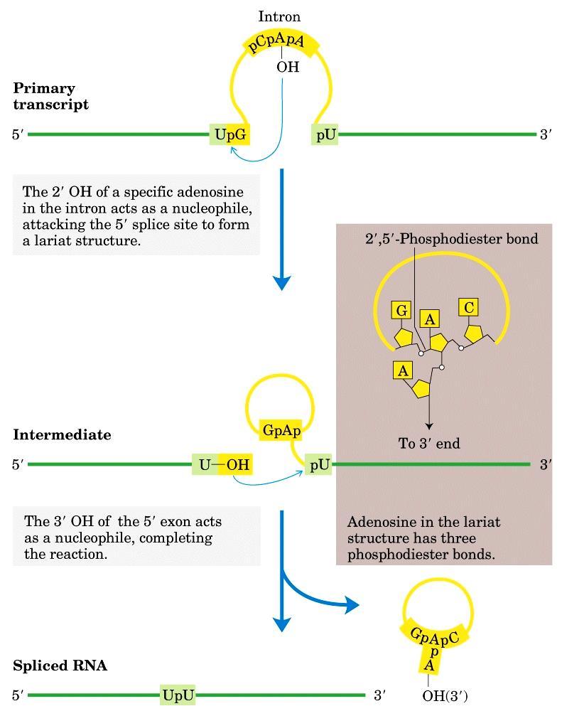 Auto-splicing: