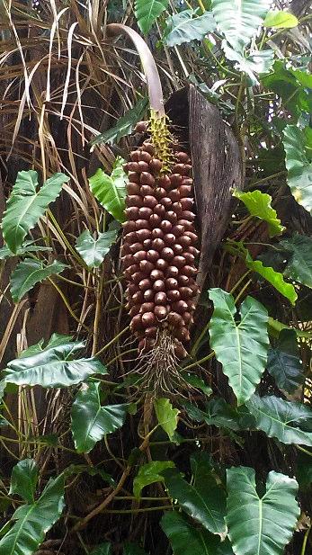 17 1. INTRODUÇÃO 1.1 O coco babaçu e o etanol A exploração de combustíveis fósseis tem gerado grandes impactos negativos ao meio ambiente.