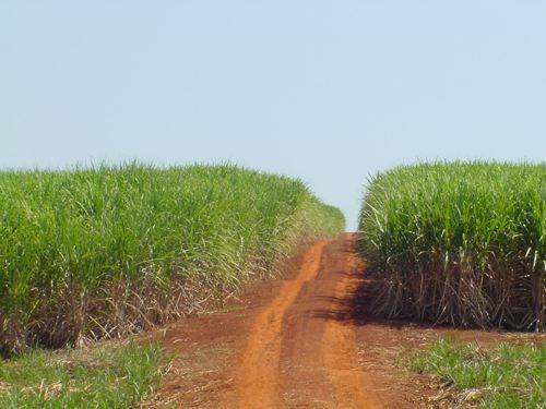 EXTRUSIVAS ou VULCÂNICAS TERRA ROXA A terra roxa forma-se principalmente por