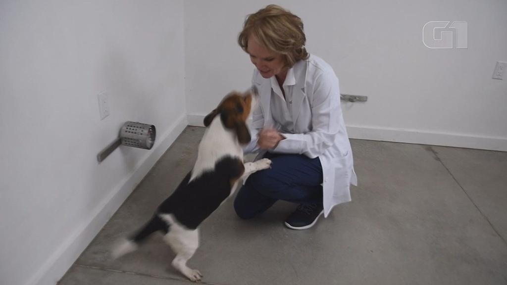 É um estudo complexo. Por enquanto, as pessoas podem comprar um teste, o cachorro sente o cheiro e diz se há indícios de câncer, ou não. Isso, para detectar mais cedo.