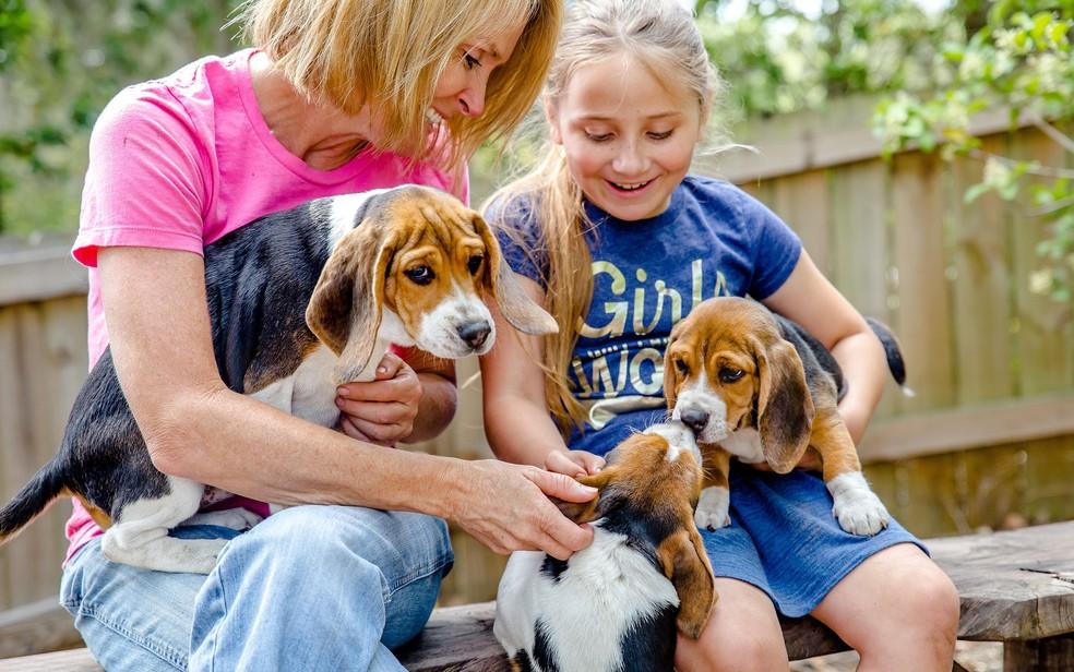 A pesquisadora Heather Ann Junqueira com os cães da raça beagle usados no estudo de câncer Foto: BioScentDX/Divulgação Segundo a pesquisadora, os cachorros têm 300 milhões de receptadores de cheiro,
