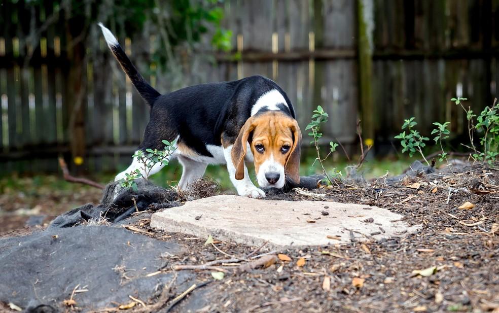 Cão da raça beagle usado na pesquisa de identificação do câncer nos Estados Unidos Foto: BioScentDX/Divulgação Heather explica que o estudo é feito com cães da raça beagle, que têm olfato muito