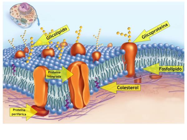 membranas