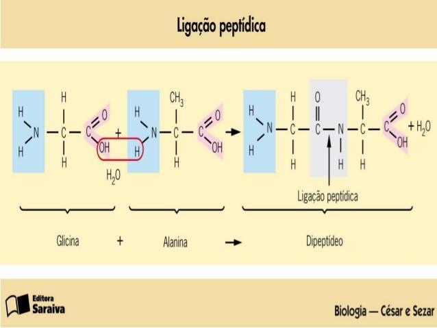 As moléculas proteicas podem diferir quanto: NÚMERO a a