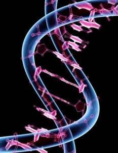 ÁCIDOS NUCLEICOS DNA (ácido desoxirribonucleico) RNA (ácido