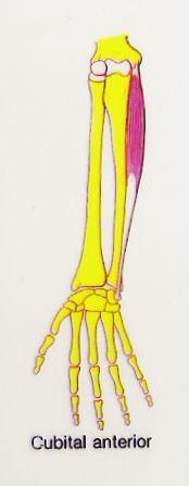 punho Flexor