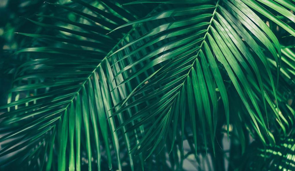 Saudável durante todo o verão ALOE VERA GEL BEBÍVEL DE MEL Set Triplo Gel Bebível