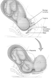 Hormônio hipofisário posterior OCITOCINA