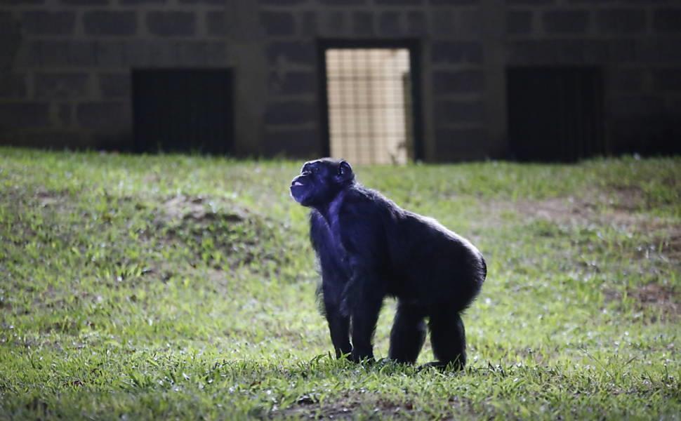 Meu primeiro Chimpanzé argentina ganha habeas corpus e vai para