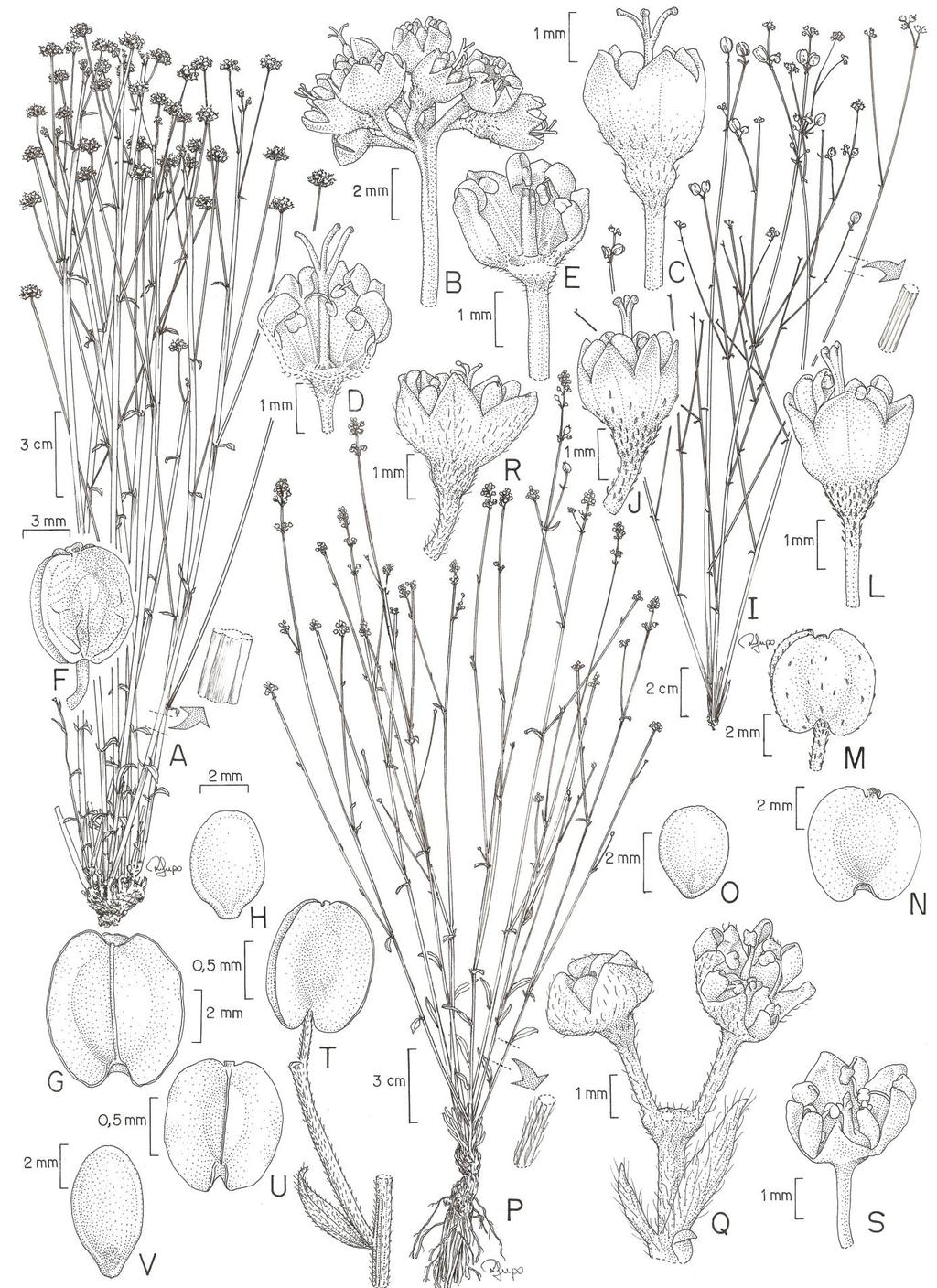 Flora da Serra do Cipó, Minas Gerais: Rhamnaceae 49 Fig. 1. A-H. Crumenaria choretroides Mart. ex Reissek. A. Hábito; B. Inflorescência; C. Flor bissexuada; D.