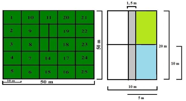 Dentro de cada parcela 50m x 50m, em TE1 e TE2, foram alocadas aleatoriamente parcelas menores para a avaliação da regeneração natural.