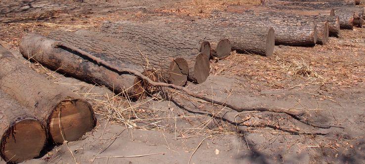 COLHEITA DE DADOS Entrevista a 6 CF e 3 LS em Cabo Delgado e Zambézia Área da concessão 40,000 ha - 105,000 ha 10,000 ha Área produtiva media 50,000 ha 4,000 ha Especies exploradas Cabo Delgado