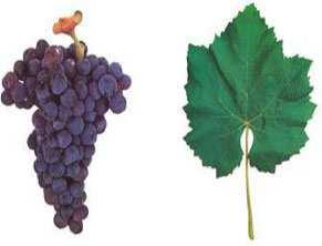 A Castelão desenvolve-se melhor em climas quentes e solos arenosos e secos, pois quando é plantada em solos húmidos e férteis produz vinhos de fraca qualidade.