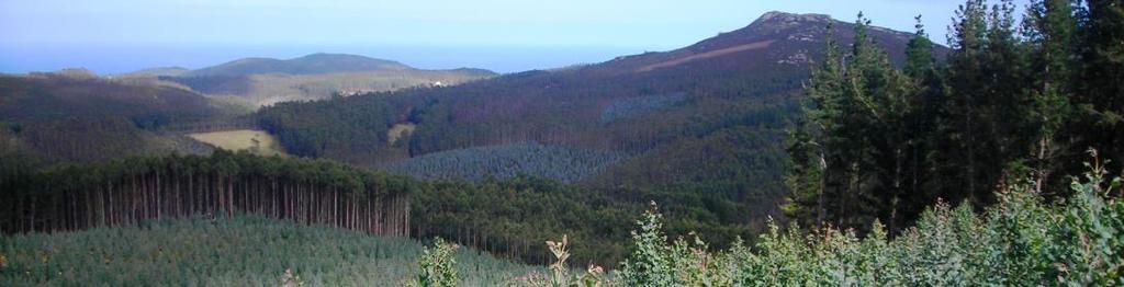 Os objetivos de gestão das plantações, incluindo os objetivos de conservação e restauro da floresta natural, devem ser especificados no Plano de Gestão e claramente evidenciados na implementação do