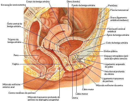 Uretra