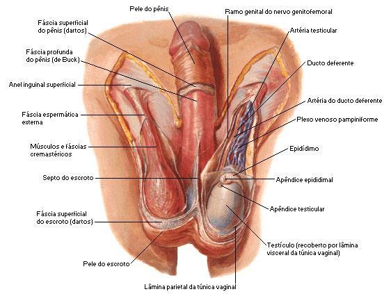 Tecido epitelial Musculo dartos Túnica