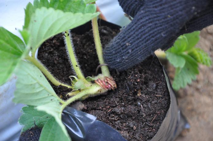 pós o enraizamento deve-se desconectar a muda da planta matriz, cortando o estolão a 0,5 cm do