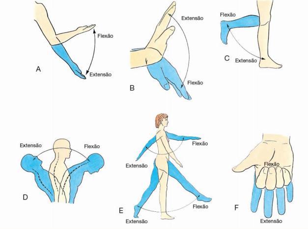 Aula 2- Planos de Secção e Anatomia de Superfície