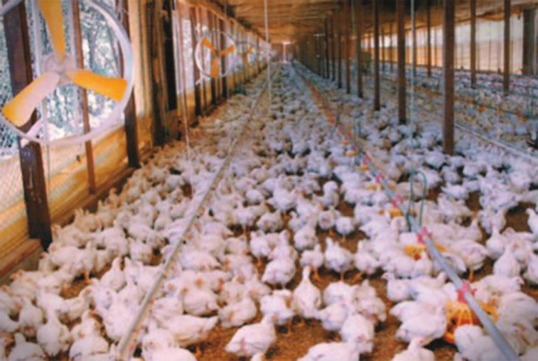 Figura 1.1: Galpão de criação de frangos de corte em granja de aves para abate Fonte: Valdir S. de Ávila (apud ÁVILA et al, 2007).