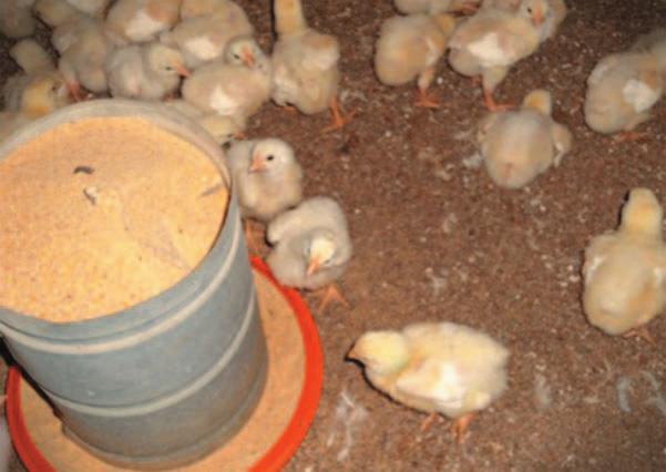 1. Cite três precauções que devem ser tomadas, com relação às instalações de criação de frangos de corte, visando à manutenção do bem-estar das aves. 2.