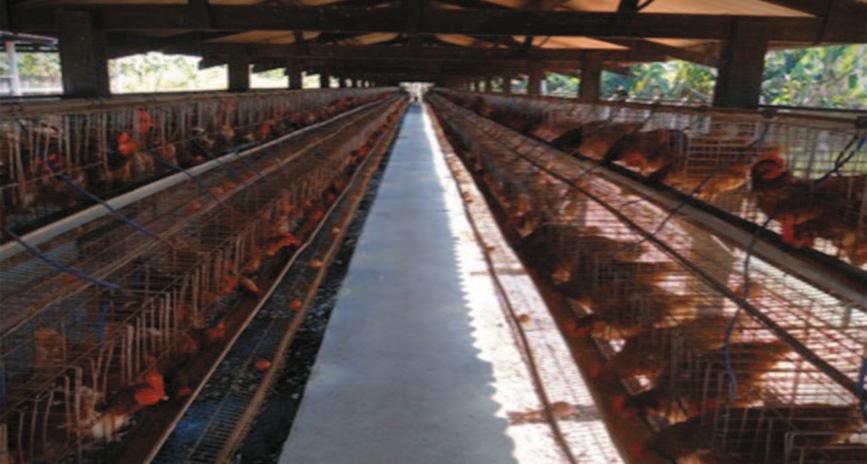 Para maiores informações sobre a legislação vigente de granjas de poedeiras, acesse: <http://www.agricultura.gov.br/animal/sanidade-animal> As instalações devem ser mantidas limpas e organizadas.