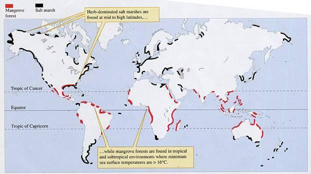Distribuicao mundial dos mangais 350,000 Km2 (Mundial).