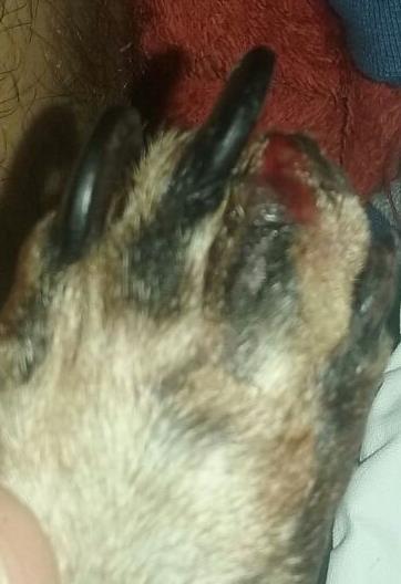 8 2 RELATO DE CASO Foi atendida em uma Clínica Veterinária particular em Maceió, Alagoas, um canino fêmea da raça Teckel, pelagem preta e marrom, com 10 anos de idade, apresentando claudicação em