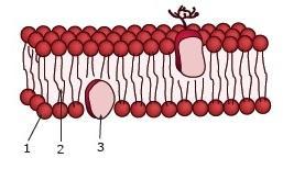 Lista de Citologia Profª Ludmilla Questões: Questão 1: Todos os seres vivos apresentam em suas células A) membrana plasmática. B) lisossomos. C) centríolos. D) plastos. E) carioteca.
