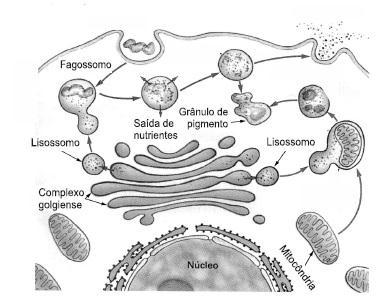 ( ) Os nucléolos são corpos densos e esféricos, desprovidos de membrana, ricos em RNA ribossômico e proteína.