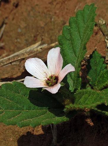 rotundifolia 55