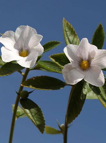 Turnera brasiliensis