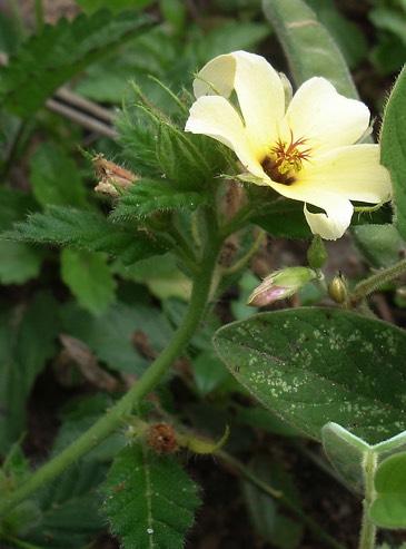 Turnera bahiensis