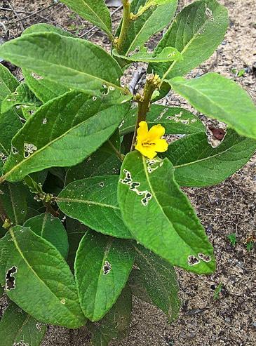 Turnera caatingana