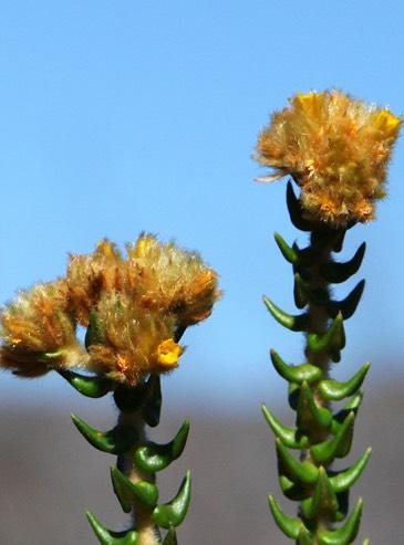 Turnera glaziovii