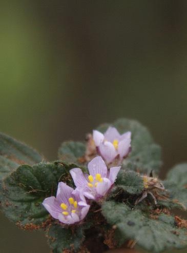 Turnera rosulata