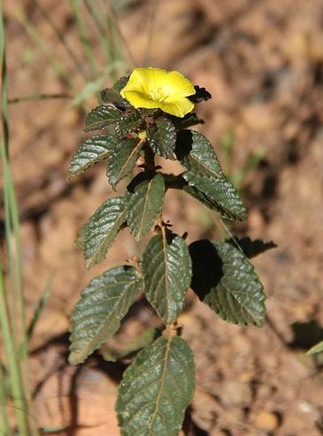 Turnera pinifolia