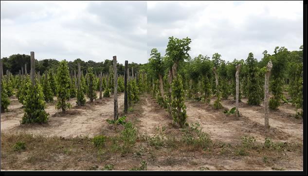 4 Legenda: foto de plantio de pimenta do