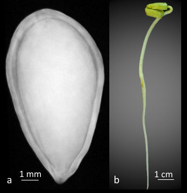 30 Figura 2. Imagem radiográfica de uma semente de algodão bem formada e sem nenhum tipo de dano (a), originando uma plântula normal (b).