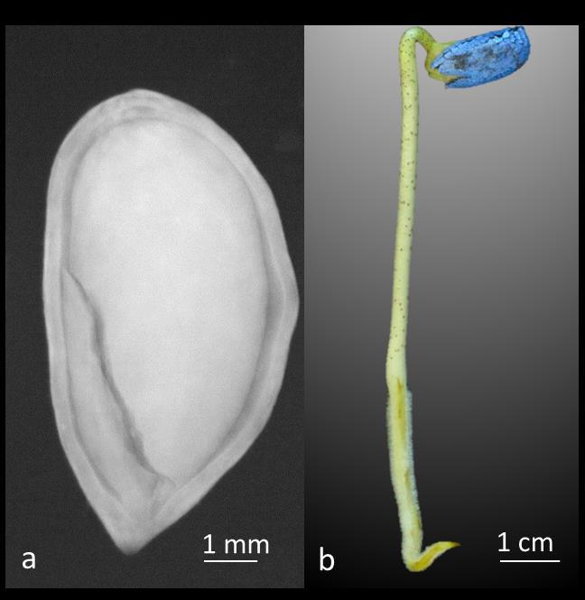 31 Figura 3. Imagem radiográfica de uma semente de algodão, apresentando dano mecânico na região do eixo embrionário e dos cotilédones (a), originando uma plântula anormal (b).